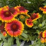 Gaillardia aristataKvět