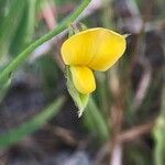 Crotalaria purshii Blomst