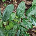 Diospyros polystemon Yaprak