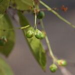 Phyllocosmus lemaireanus Fruto