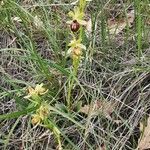 Ophrys × arachnitiformis Habitus