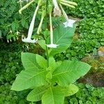 Nicotiana sylvestris Tervik taim