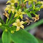Rubia tinctorum ফুল