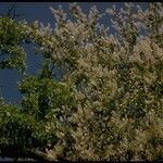 Ceanothus leucodermis Hábito