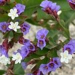 Limonium brassicifolium ফুল