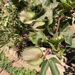 Gossypium barbadense Floare