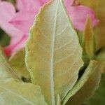 Rhododendron canescens Blatt