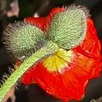 Papaver croceum Outro