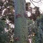 Ceiba pubiflora Corteza
