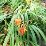 Crocosmia × crocosmiifloraFlower