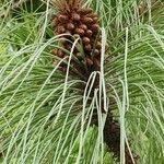 Pinus roxburghii Floare