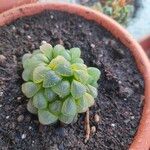 Haworthia cooperi Blatt