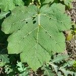 Solanum palinacanthum List