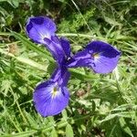 Iris latifolia Flower