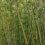 Phyllostachys viridiglaucescens Hábito