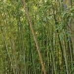 Phyllostachys viridiglaucescens موطن