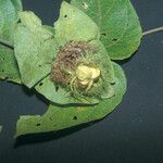 Dalechampia tiliifolia Fruit