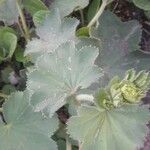 Alchemilla monticola ᱥᱟᱠᱟᱢ