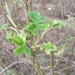 Rosa × centifolia Blatt