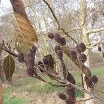 Alnus formosana Other