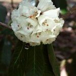 Rhododendron macabeanum Çiçek