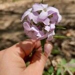 Cardamine bulbiferaFlower