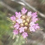 Lomelosia stellata Fula