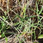 Crotalaria brevidens Hoja