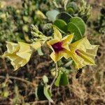 Ipomoea spathulata Flower