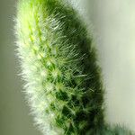 Opuntia microdasys 葉