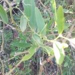 Smilax campestris Ліст