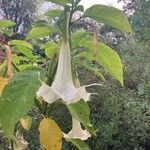 Brugmansia arborea Квітка
