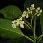 Solanum rovirosanum