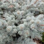 Picea pungensഇല