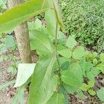 Passiflora maliformis Feuille