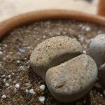 Lithops fulviceps Лист