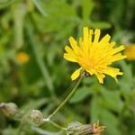 Sonchus tenerrimusHoja