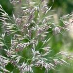 Calamagrostis arundinacea Fula