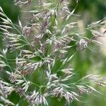 Calamagrostis arundinacea Blüte