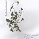 Trifolium bivonae