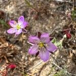 Spergularia marinaCvet