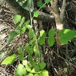 Rubus niveus Feuille