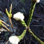 Eriotrix lycopodioides Flower
