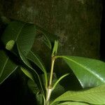 Quiina obovata Leaf