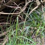 Carex sylvaticaFlower