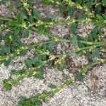 Polygonum arenastrum Folio