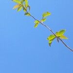 Guazuma ulmifolia 葉