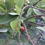 Erythroxylum coca ഫലം