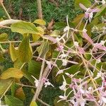 Congea tomentosa Flor