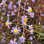 Symphyotrichum oolentangiense